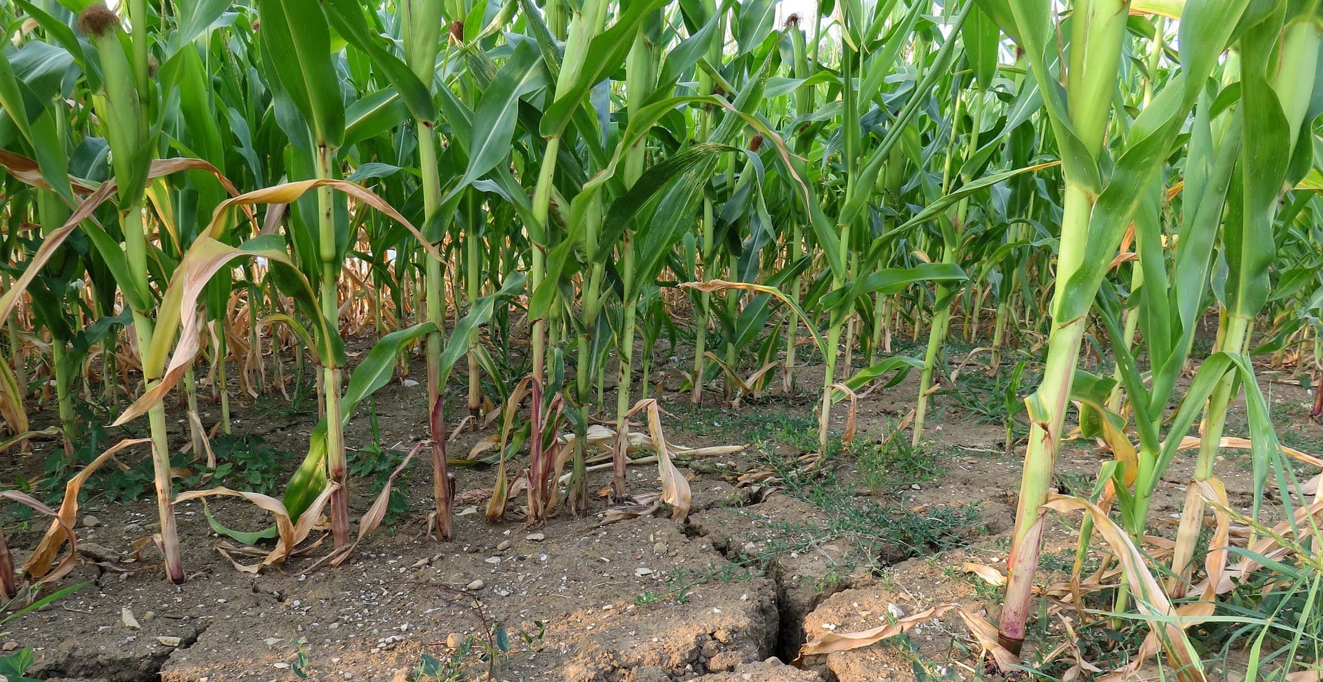 Corn in dry soil
