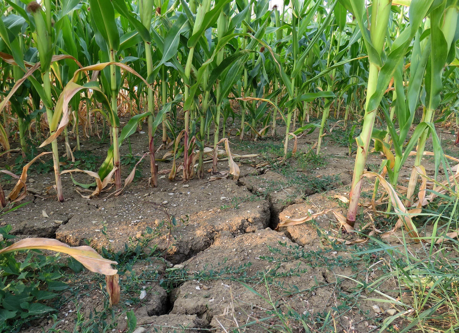 Corn in dry soil