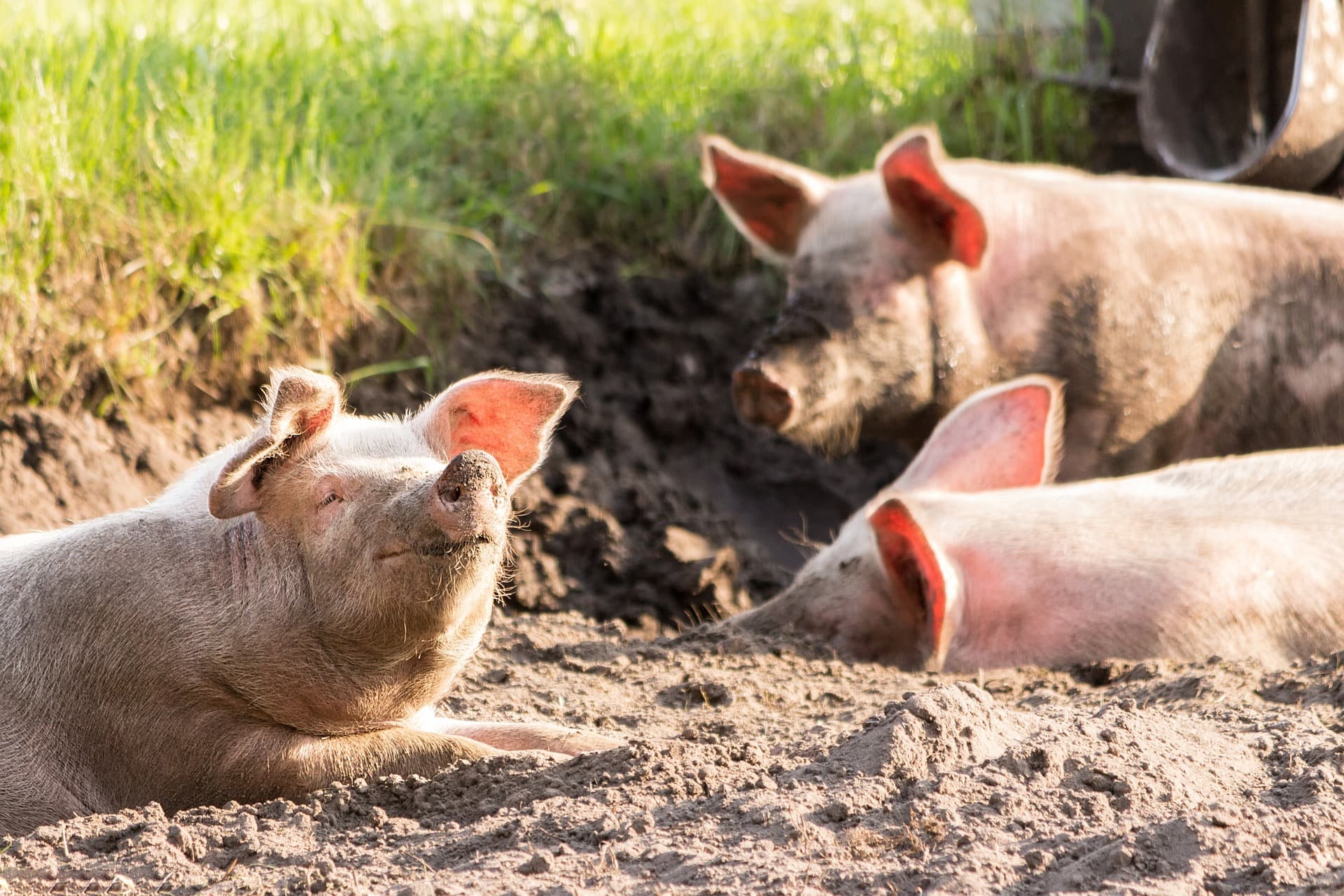 MI Climate Ready Swine Farm Assessment Image